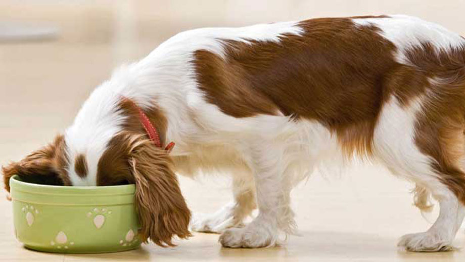 Zusammensetzung der BARF-Ration für Deinen Hund