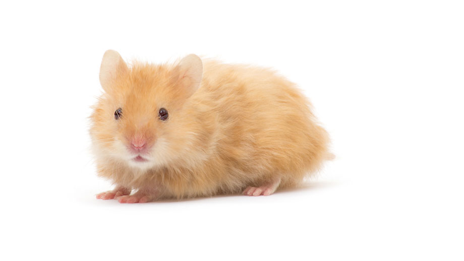 Steckbrief Teddyhamster Teaser