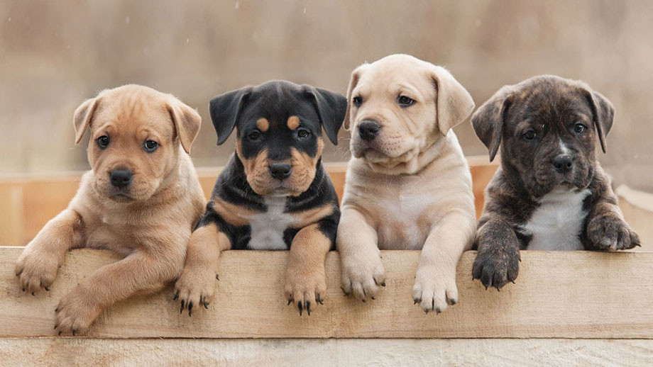 Erstausstattung Hundewelpen Teaser 1