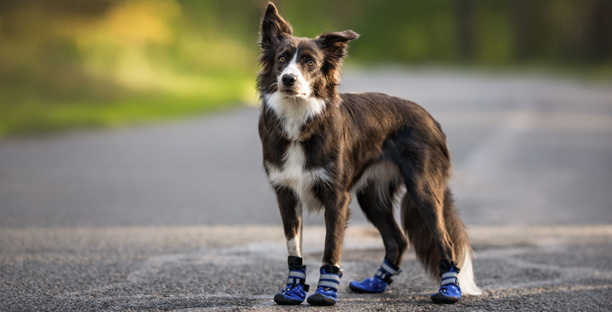 Hundeschuhe – sinnvoll oder unnötig?