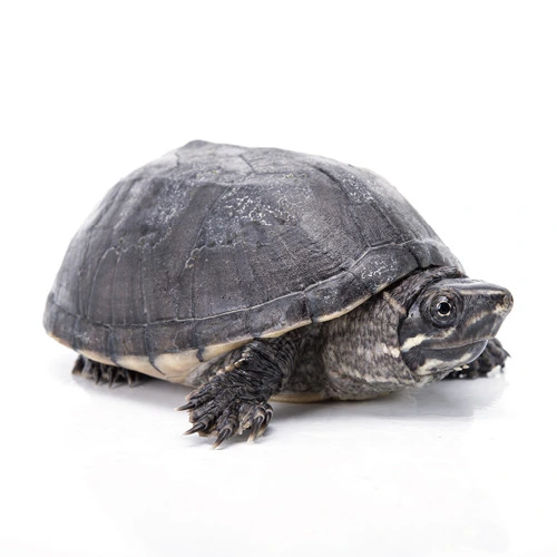 Terraristik Steckbriefe