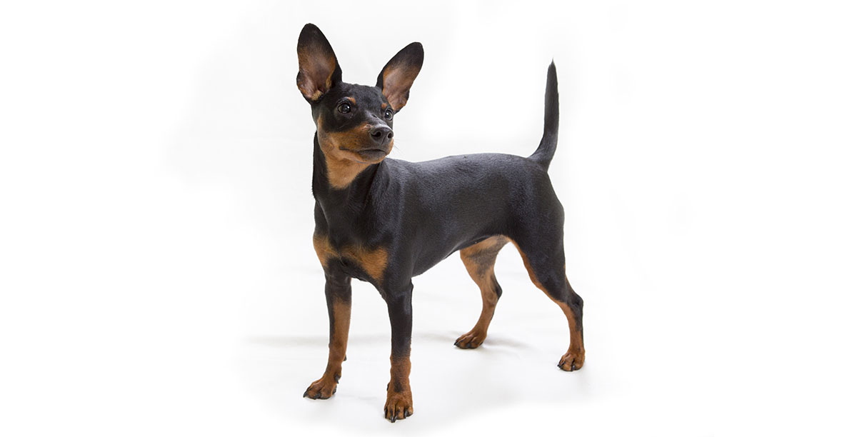 Steckbrief Zwergpinscher