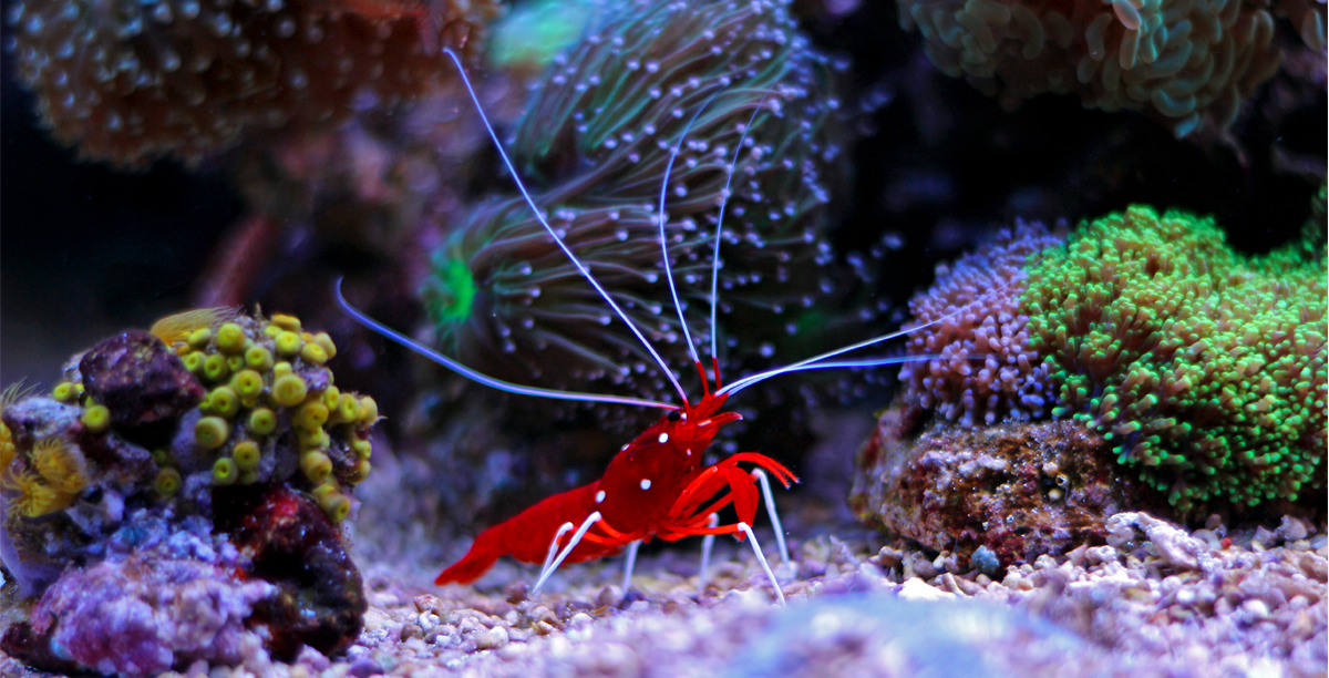 Kardinalsgarnele Lysmata Debelius Teaser