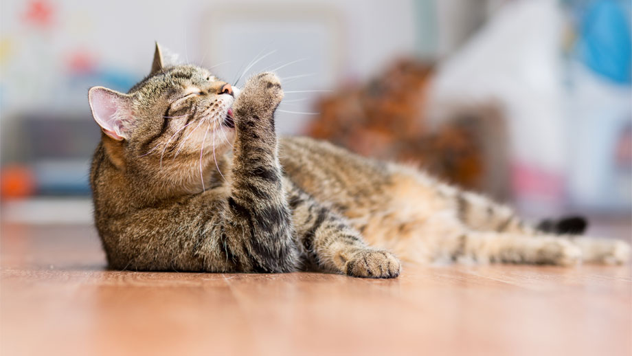 Haarballen bei der Katze