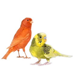 Vogel Steckbrief 7837f737dd