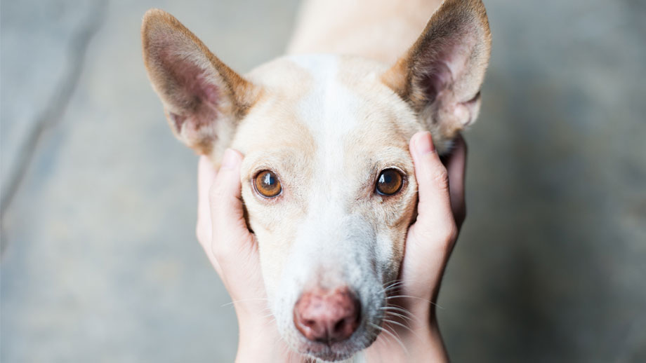 Typisch Hundemensch Teaser Neu