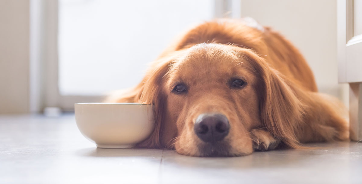 IBD beim Hund - Ursachen, Symptome & Therapie