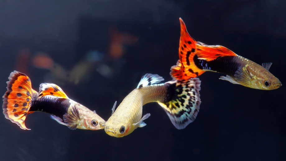 Fortpflanzung Im Suesswasser Aquarium Teaser