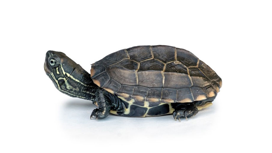 Chinesische Dreikielschildkroete Teaser Neu