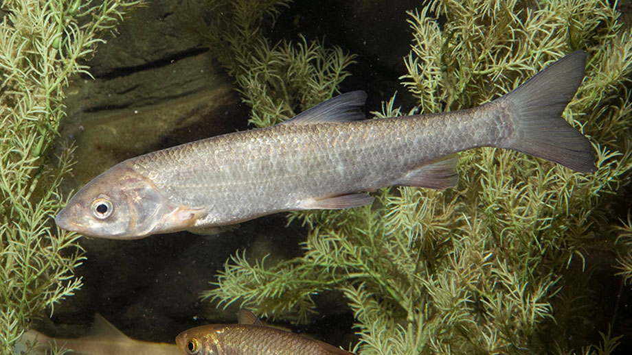 Steckbrief Nase Teaser