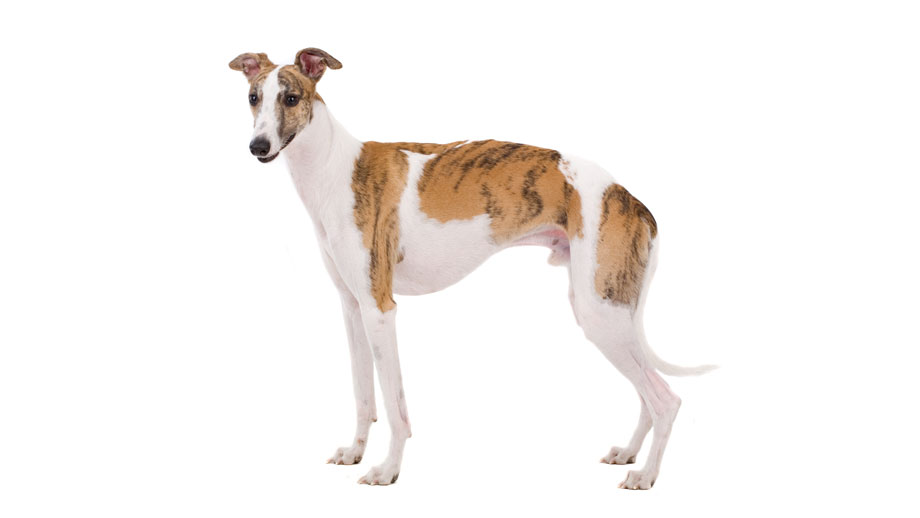 Steckbrief Whippet Teaser