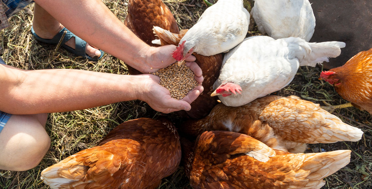 H%c3%bchner%20im%20garten%20halten%20teaser