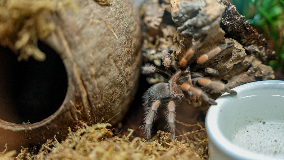 Steckbrief Vogelspinne Teaser