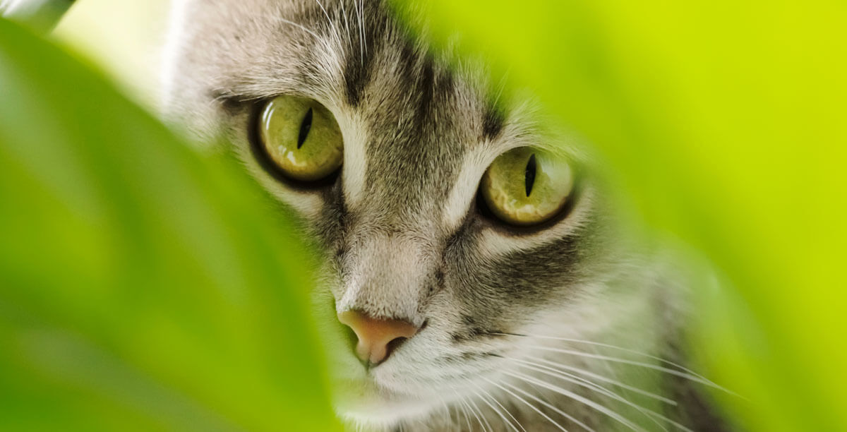 Welche Zimmerpflanzen sind für Katzen giftig?