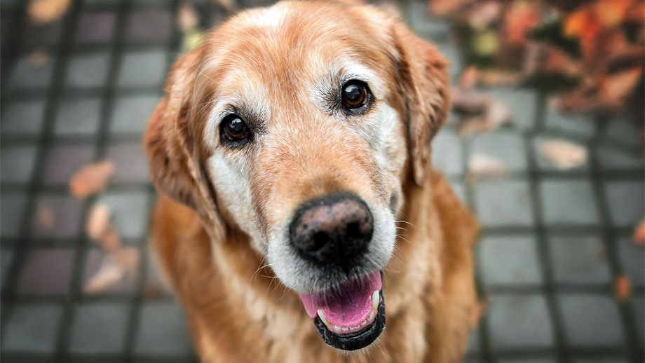 Gesund Aelter Werden Teaser