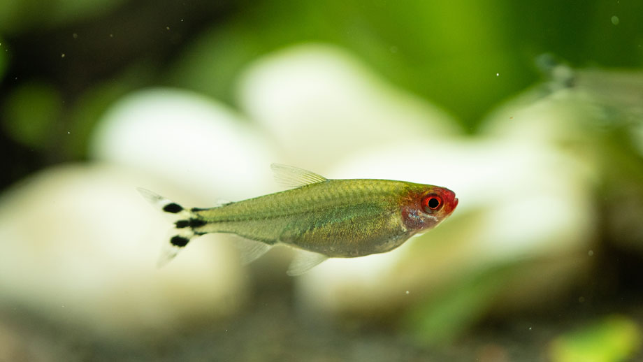 Steckbrief Blehers Rotkopfsalmler Teaser