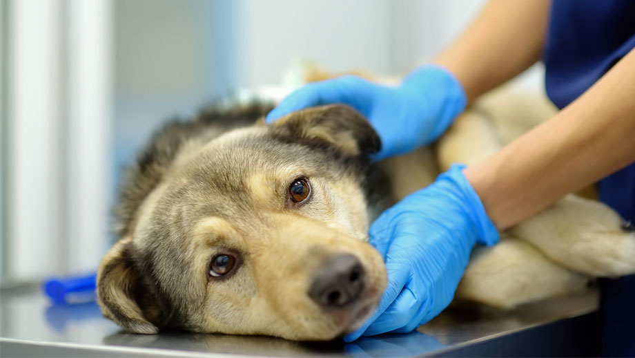 Magendrehung beim Hund