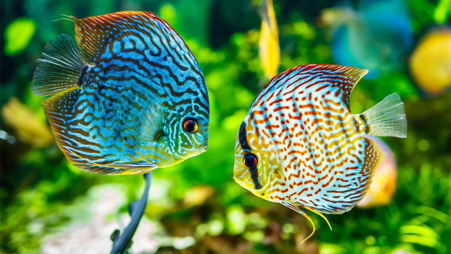 Steckbrief Diskus Teaser