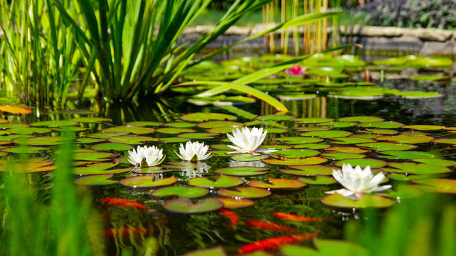 Sauerstoffmangel Im Teich Teaser 1