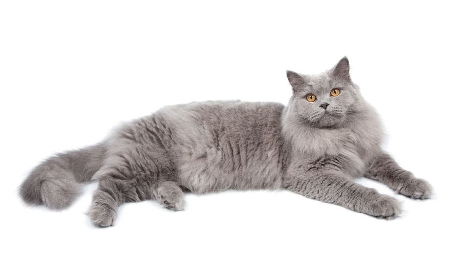 Steckbrief Britisch Langhaar Teaser