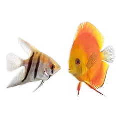 Suesswasser Steckbrief 42b327c661