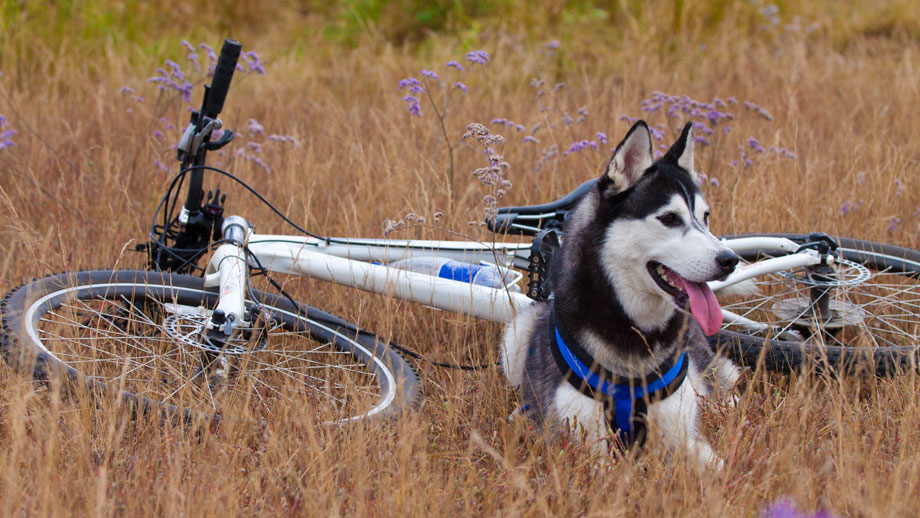 Fahrradfahren mit Hund
