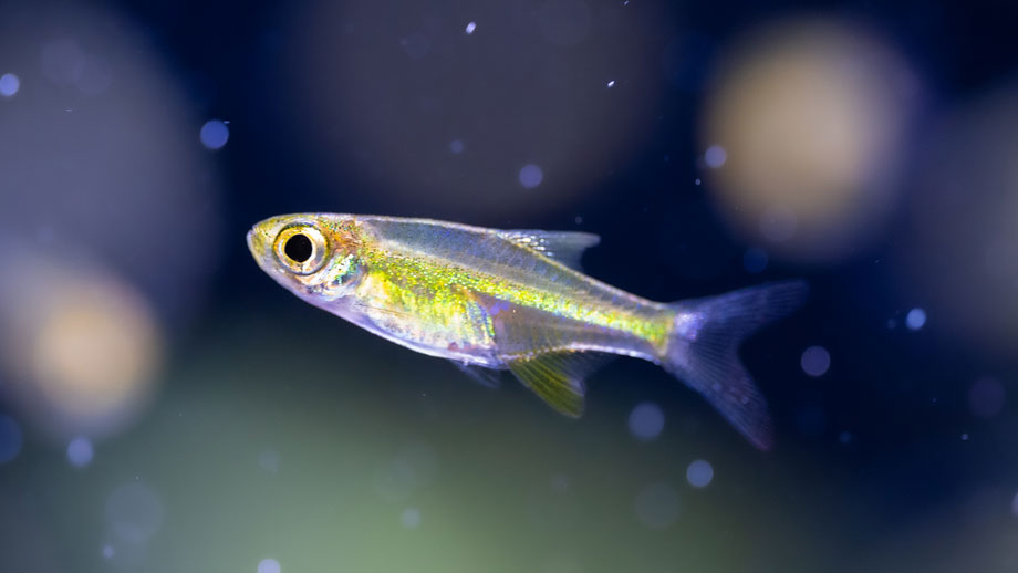 Fische Und Co Fuer Dein Nano Aquarium Teaser Neu