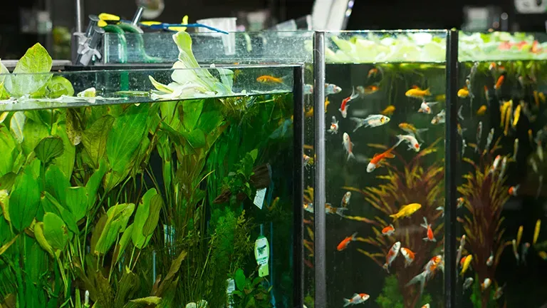 Villingen Schwenningen Highlight Suesswasser 15b00ab1a3