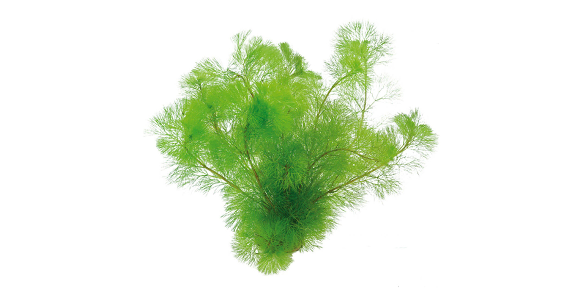 Steckbrief Carolina Haarnixe Teaser