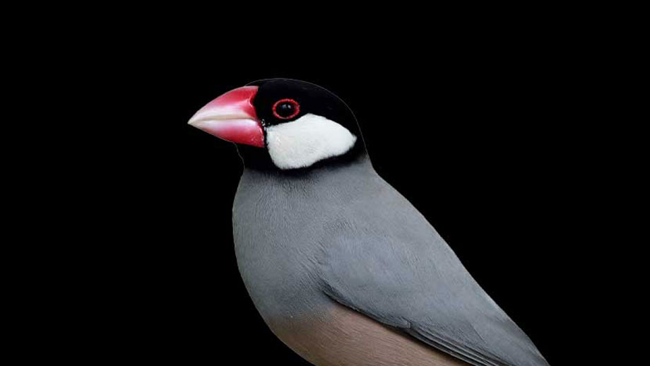 Steckbrief Reisfink Teaser