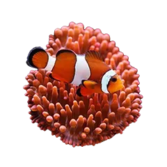 Mw Korallen Steckbrief 1 572fe7f9c7