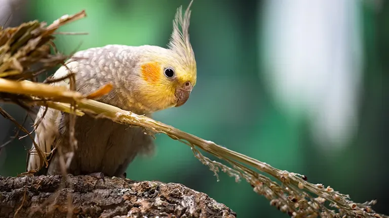 Highlight Slider Lebentier 4 Ece3c3671b