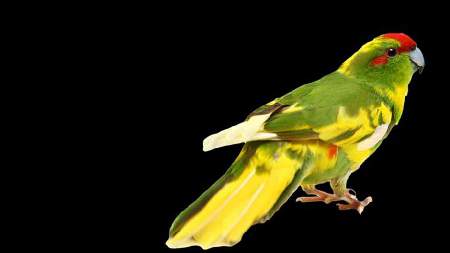 Steckbrief Ziegensittich Teaser Jpg