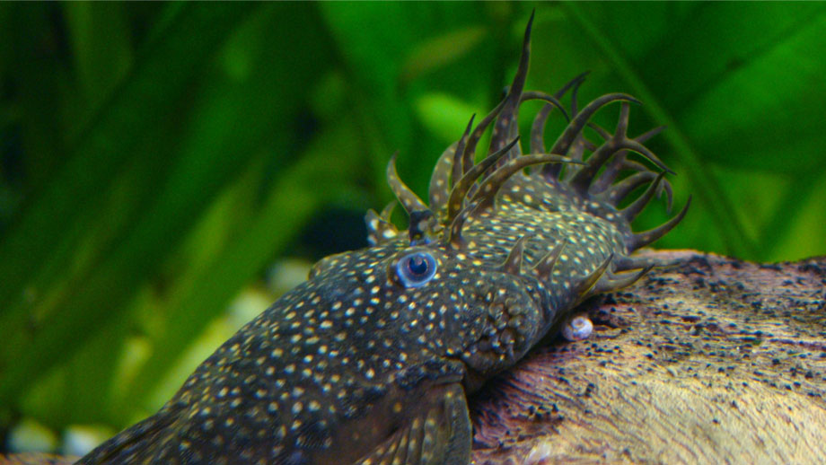 Steckbrief Antennenwels Teaser 2