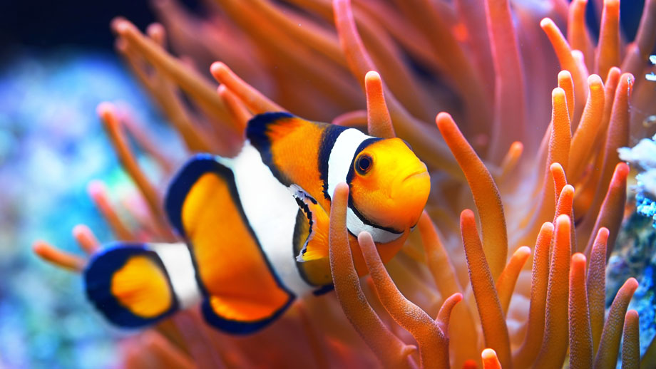 Steckbrief Falscher Clownfisch Teaser 1