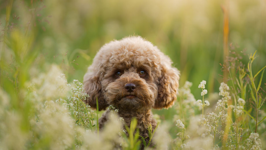 Hund scheren – ja oder nein?