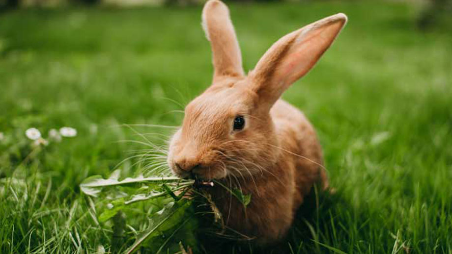 Zahnpflege Bei Kaninchen Teaser Jpg