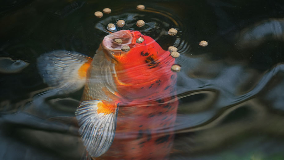 Teichfische Richtig Fuettern Teaser