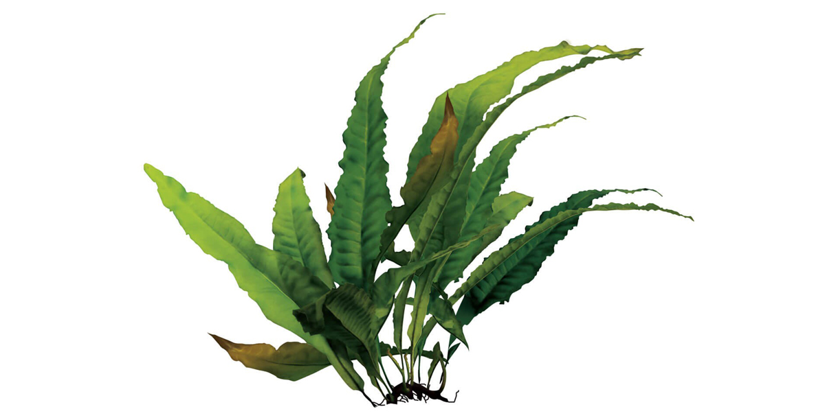 Steckbrief Javafarn Teaser