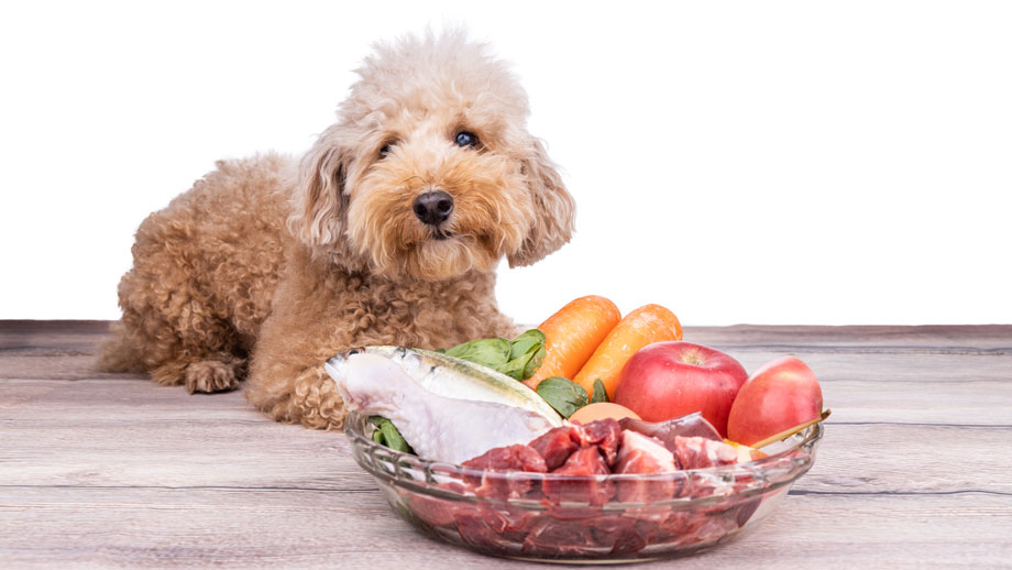 Welpen Und Junghunde Barfen Teaser Neu