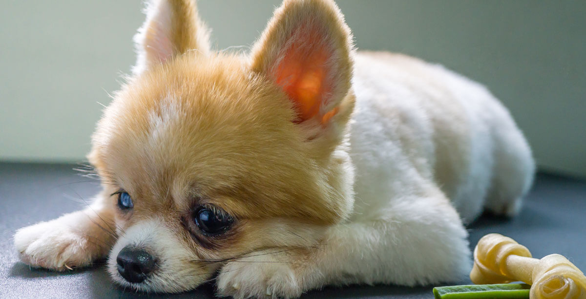 Depressionen beim Hund