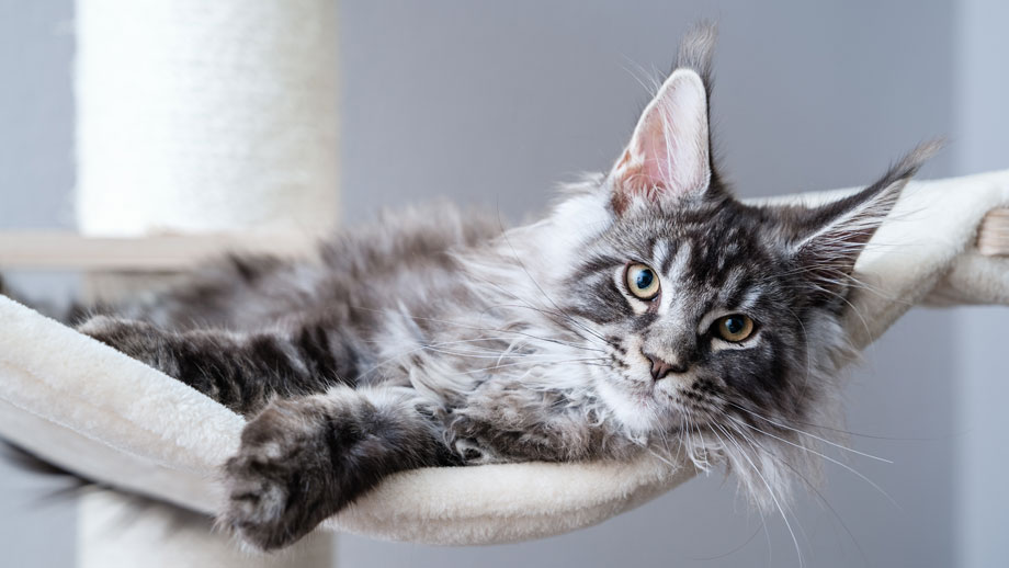 Den Passenden Kratzbaum Finden Teaser