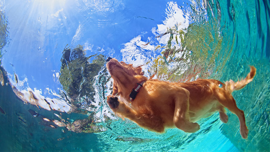 Schwimmen Mit Hund Teaser