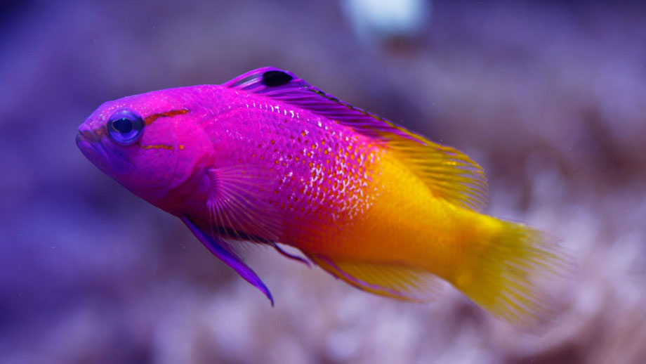 Steckbrief Koenigs Feenbarsch Teaser