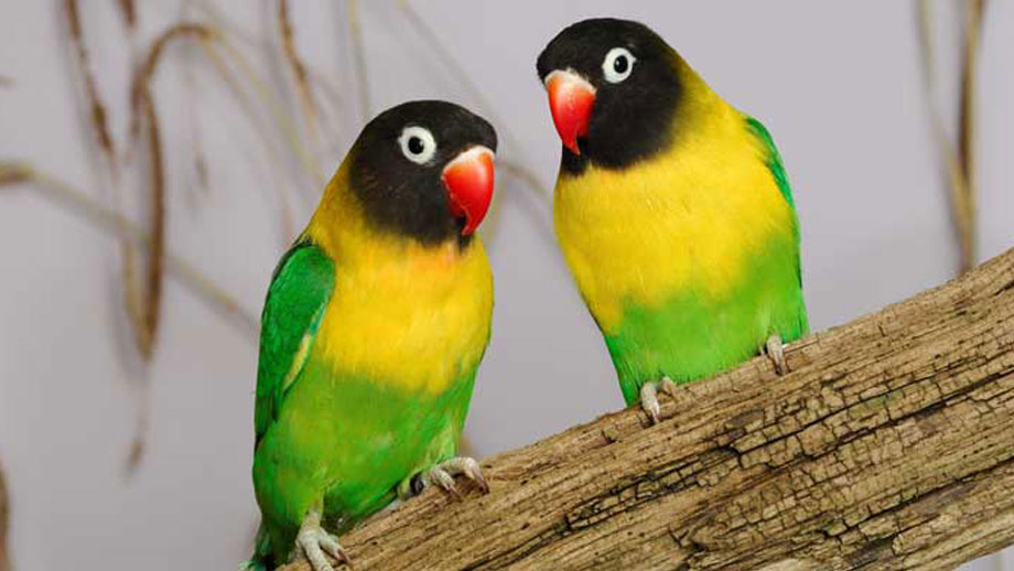 Trockene Heizungsluft Kann V%c3%b6geln Schaden Teaser