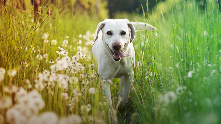 Pollenallergie beim Hund