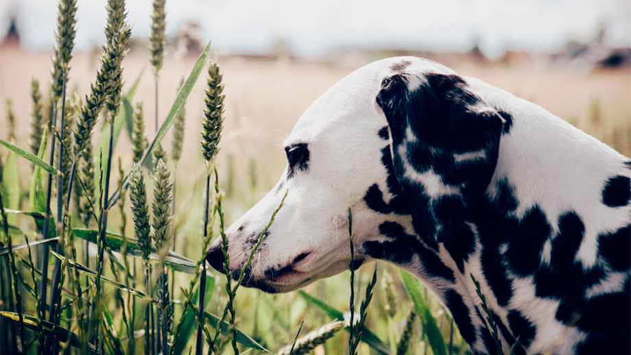 Grannen Beim Hund Teaser