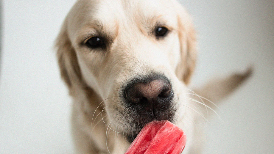 Hundeeis Selbst Machen Teaser Neu