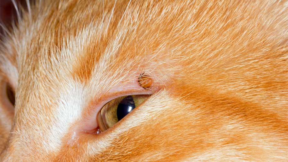 Zecken Bei Katzen Zecke An Auge