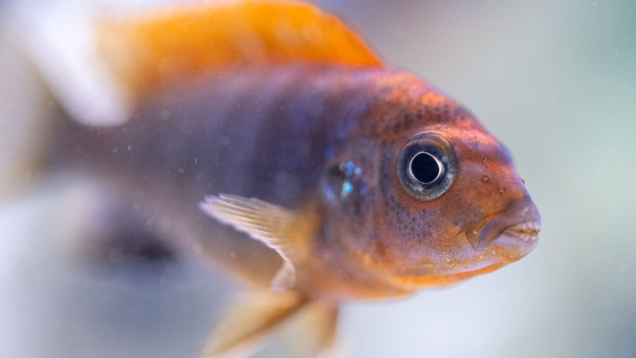 Steckbrief Labidochromis hongi sweden